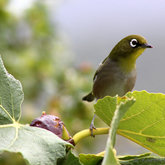 White Eye by Karen Larsen